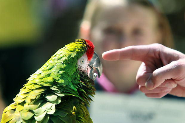 Animal shots of the week